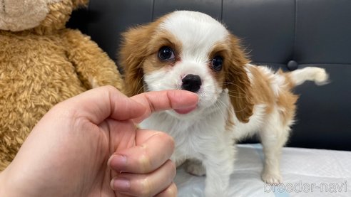 成約済の兵庫県のキャバリアキングチャールズスパニエル-292556の7枚目